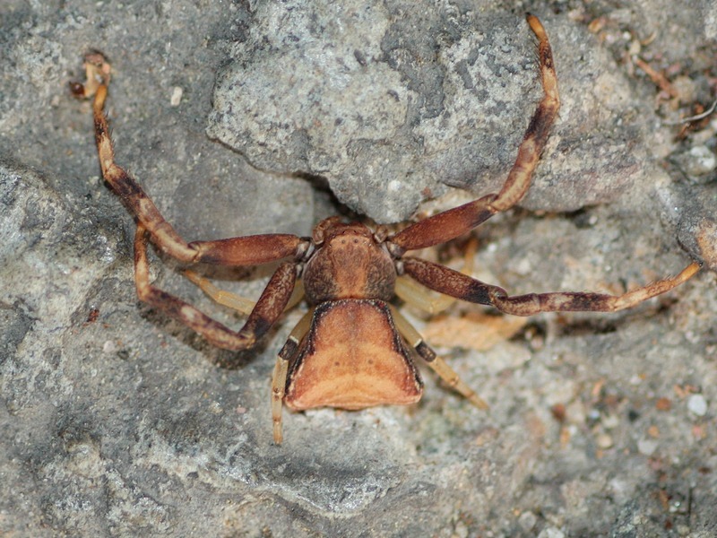 Pistius truncatus ?   S !  -  Arluno (MI)